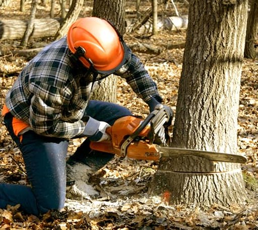 Tree Removal in Wilson, KS